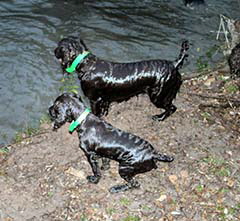 Water Pups resized 240